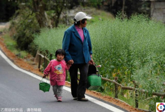 越南妈妈跑了 4岁女童帮爷爷奶奶采茶干活