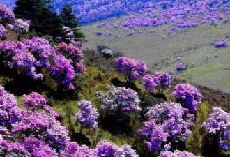 最美杜鹃花海遭毒手 有人折花枝点燃烧烤