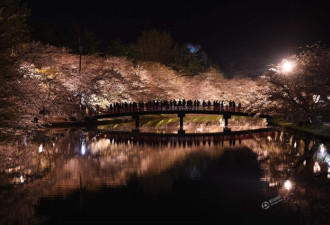 夜间赏樱 日本弘前城堡公园樱花盛开绽放