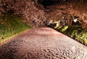夜间赏樱 日本弘前城堡公园樱花盛开绽放