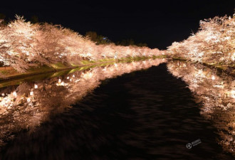 夜间赏樱 日本弘前城堡公园樱花盛开绽放