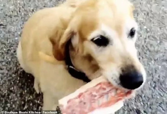 已成精！澳洲吃货狗狗每天去肉店打卡持续十年