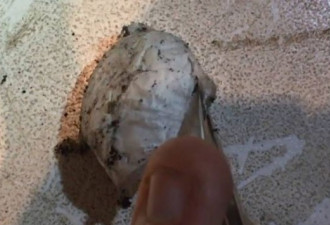 千万别手贱！小哥戳破这个白蛋后吓傻 差点没命