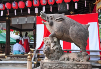 日本京都市区野猪出没 竟闯进酒店大厅咬人