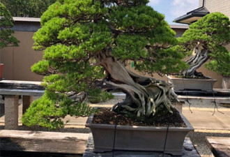 一棵树6万块钱！中国消费者爆买日本庭院树木