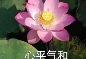 中国都迈向星辰大海了，不种点儿菜怎么能行？