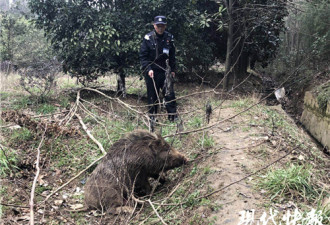 “野生佩奇”下山觅食摔断腿 警民麻醉送医