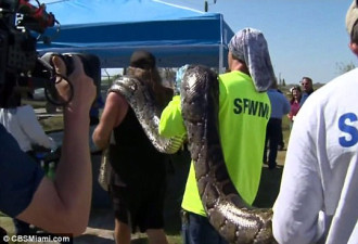 美国展开蟒蛇清除行动最大个体5.2米长带78颗卵