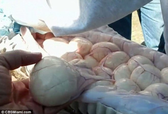 美国展开蟒蛇清除行动最大个体5.2米长带78颗卵