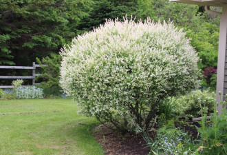养花种草系列100：小巧玲珑的白柳树