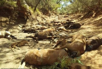 澳洲气温持续飙升 大量野生动物被集体渴死