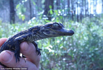 揭秘美国短吻鳄隐秘性生活：70岁仍能产卵