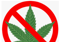总领馆：在加拿大吸大麻 回国查出与吸毒同罪