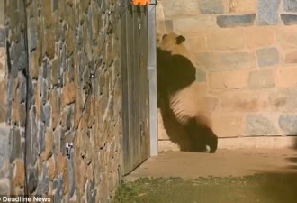 旅美大熊猫母子分离后焦急寻宝 惹哭网友