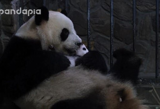 美国动物园分开大熊猫母子引争议:母亲陷悲痛