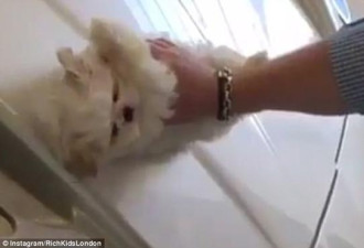富家子用幼犬给豪车抛光 称天然动物皮毛最有效