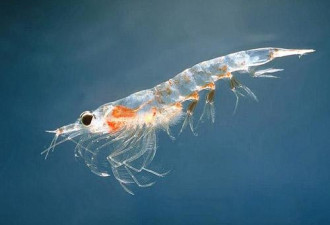 吃货们约吗？科学家称南极磷虾总量约有10亿吨