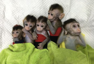 世界首批体细胞克隆疾病模型猴在中国诞生