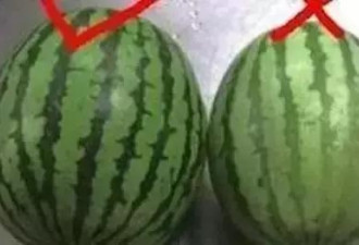 吃了这么多年竟然还不知道西瓜还有公母之分？