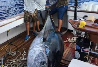 厉害了！14岁少年钓上760斤蓝鳍金枪鱼