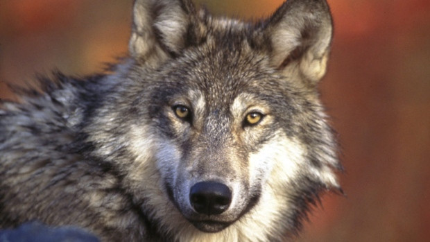 More than 11,000 ballots were cast in the Calgary Zoo's Canada's Greatest Animal Contest. The grey wolf proved to be the alpha with more than 3,000 votes. The beaver came in second with 2,500 votes.