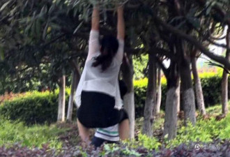 南京绿化带的枇杷熟了 结果是这样....