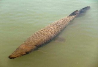 巨型食肉鱼入侵日本 体长超1米外形似鳄鱼