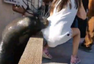 突发视频：惊魂实拍海狮将华裔小女孩拽入水中