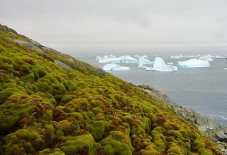 南极变绿了!研究称全球暖化致苔藓数量急剧增