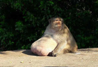 这只野生猴子因过重被抓起来强制减肥
