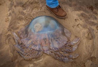 英国海滩现巨型水母犹如科幻片 吓坏当地人
