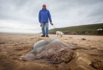 英国海滩现巨型水母犹如科幻片 吓坏当地人