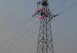 10岁男孩爬30米高压线塔掏鸟窝 触电被困