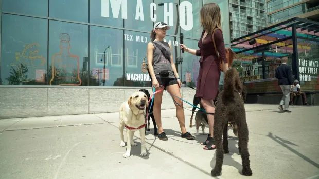 Cole dog walker CityPlace
