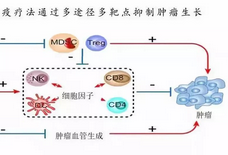 新年好消息！中国科学家以毒攻毒治癒晚期癌症