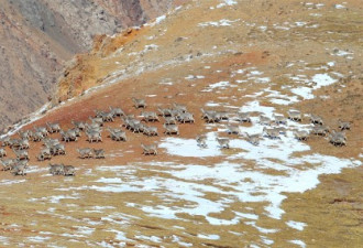 甘肃祁连山境内惊现雪豹 与摄影师相距不足10米