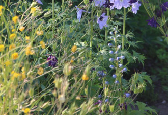 养花种草系列103：蓝色的花最受欢迎