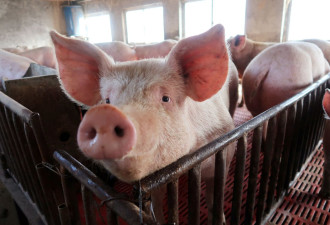 日本多地猪瘟蔓延 万余头猪将进行扑杀处理