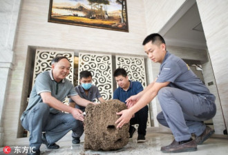 恐怖！千万豪宅里竟“端”出一个巨型白蚁巢