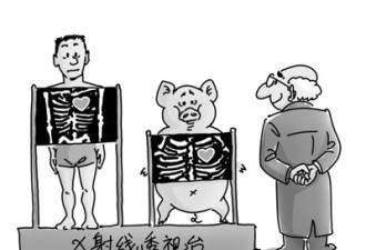 猪器官移植给人非天方夜谭 猪肉产商打造生产链