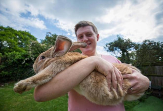 巨无霸兔子近1米长 一年能吃2千根胡萝卜