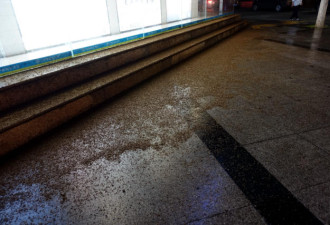 四川江油街头白蚁成灾 在街道密如地毯