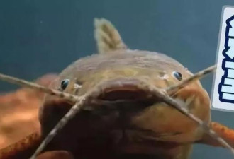 这可能是世界上最丑的鲶鱼脸超模了！ 组图