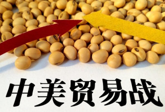 中美谈判结束次日 中国展开对美大豆大规模采购