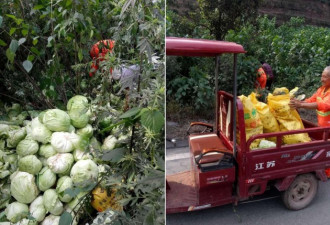 数百公斤白菜散落在路边遭哄抢 村干部制止