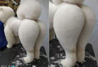 狗狗被剃成了绝世美臀，网友被电晕了！