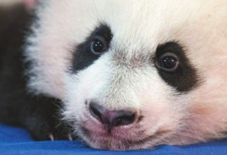 大熊猫被曝在美遭克扣粮食 中方回应:正常减食