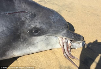 互相伤害 海豚吞下巨型章鱼反被其噎死