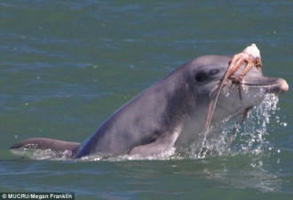 互相伤害 海豚吞下巨型章鱼反被其噎死