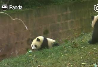 熊猫母爱如山倒：打完孩子就跑，真刺激！